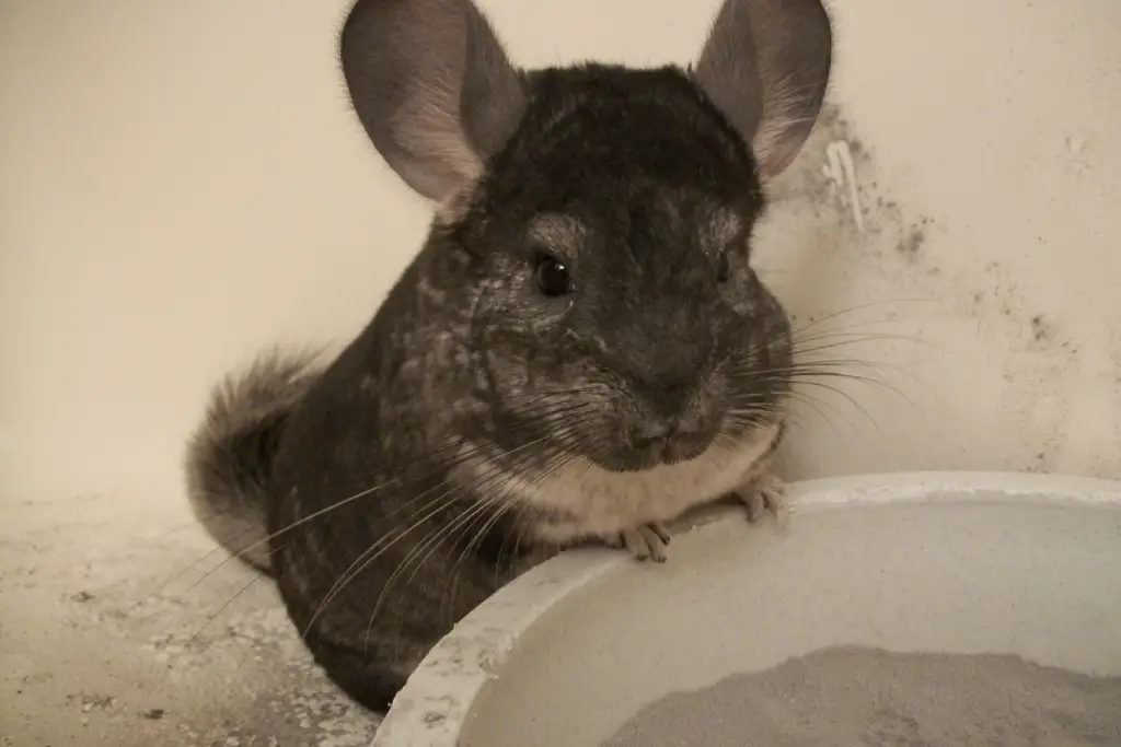 Chinchilla Covered in Sand Next to a Dust Bath