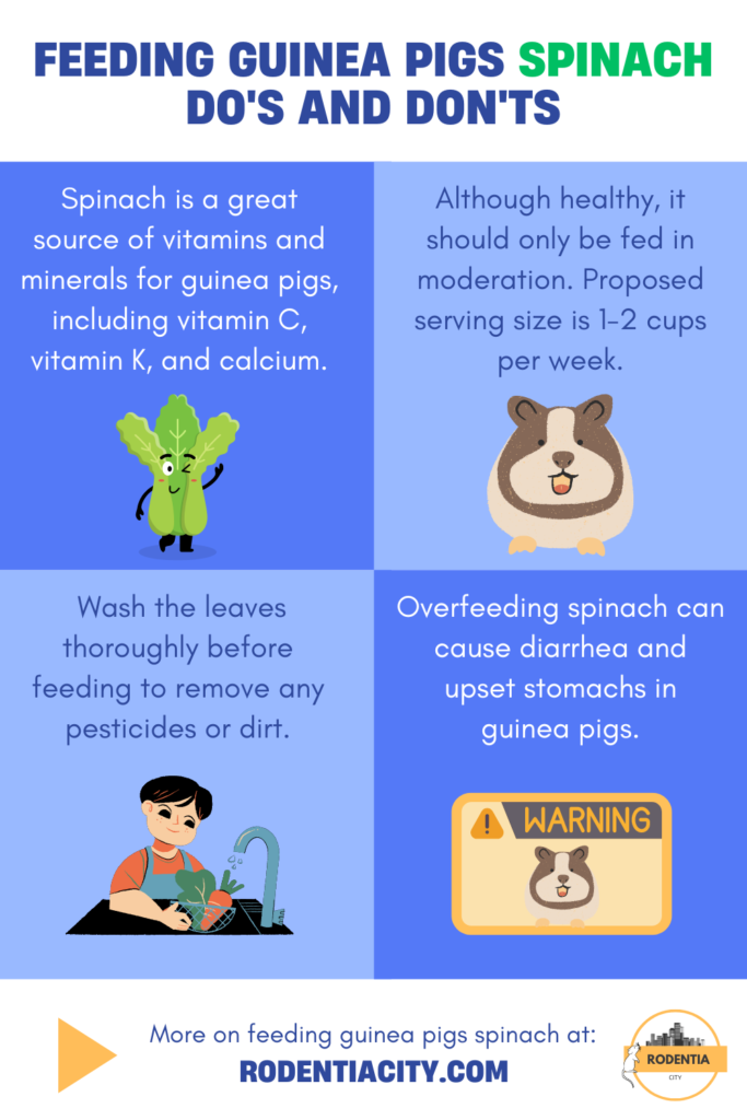 Feeding Guinea Pigs Spinach Infographic