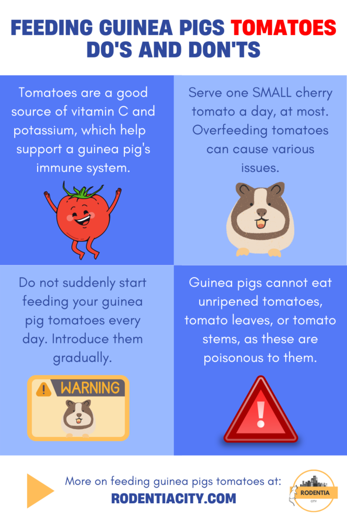 Feeding Guinea Pigs Tomatoes Infographic