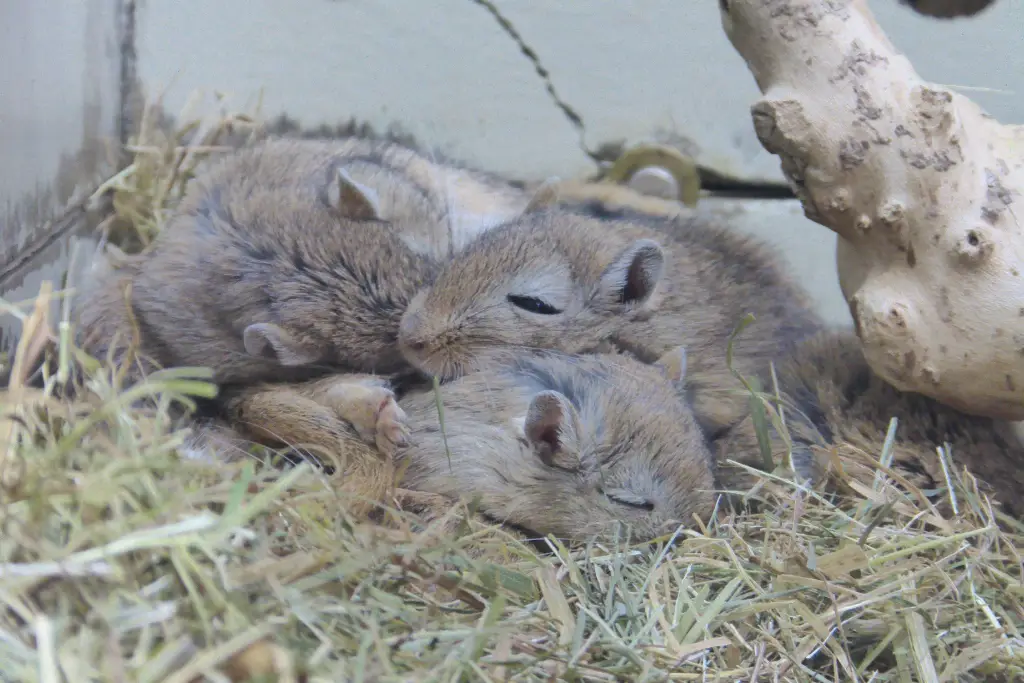 Group of Gerbils Sleeping in a Nest