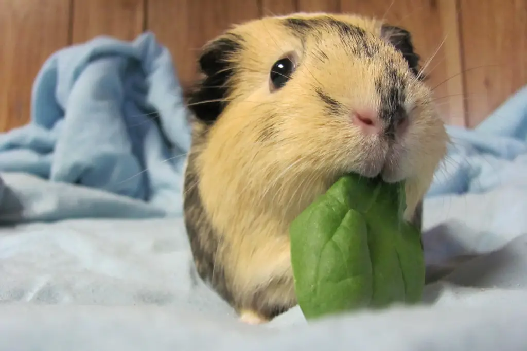 Guinea Pig Eating Spinach