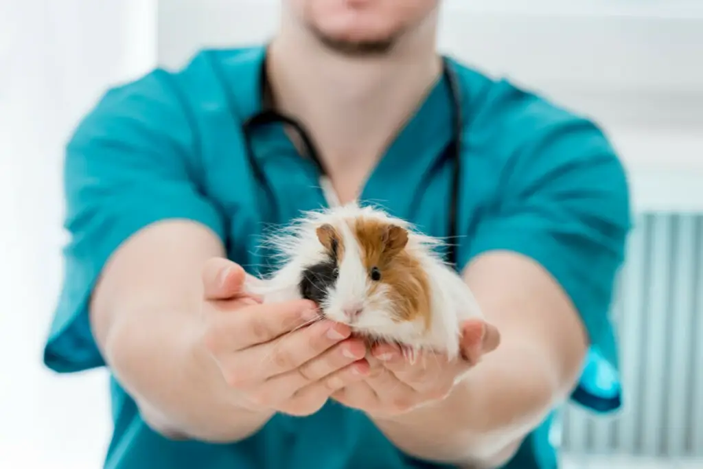 Guinea Pig Held by a Veterinarian